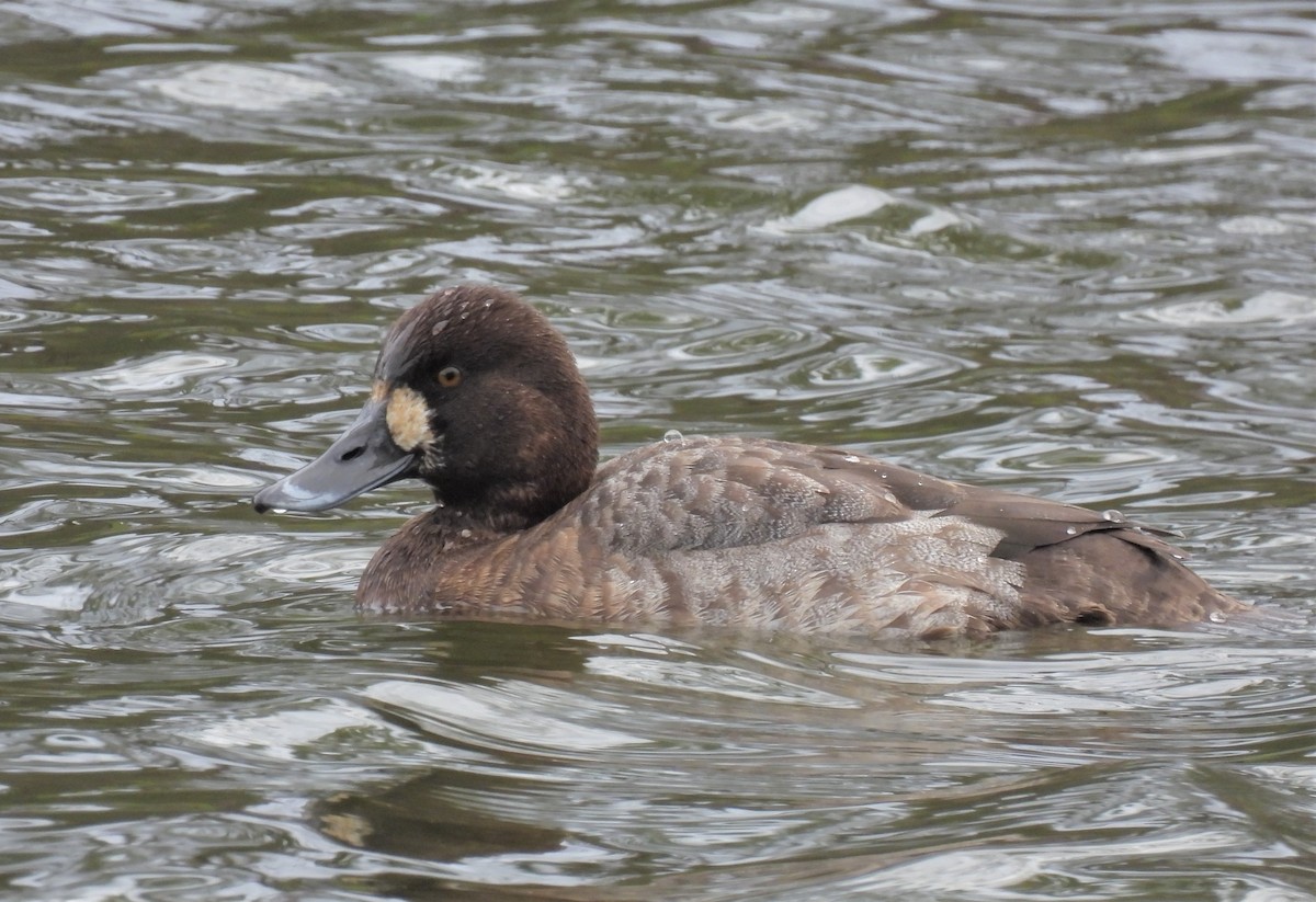 Greater Scaup - ML526248541