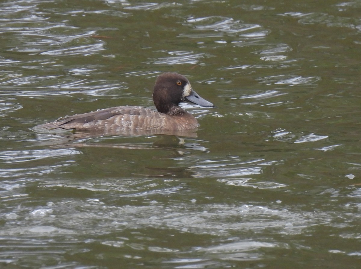 Greater Scaup - ML526248661