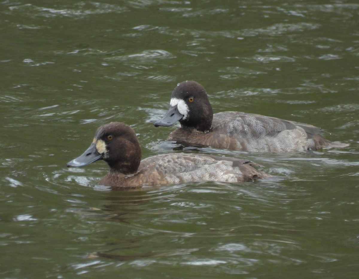 Greater Scaup - ML526248671