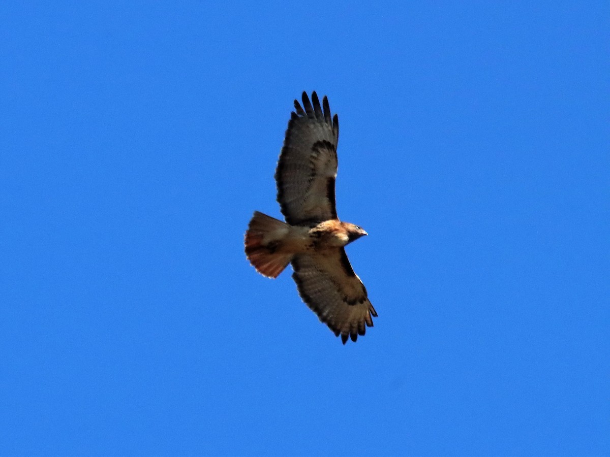 Red-tailed Hawk - ML526249961
