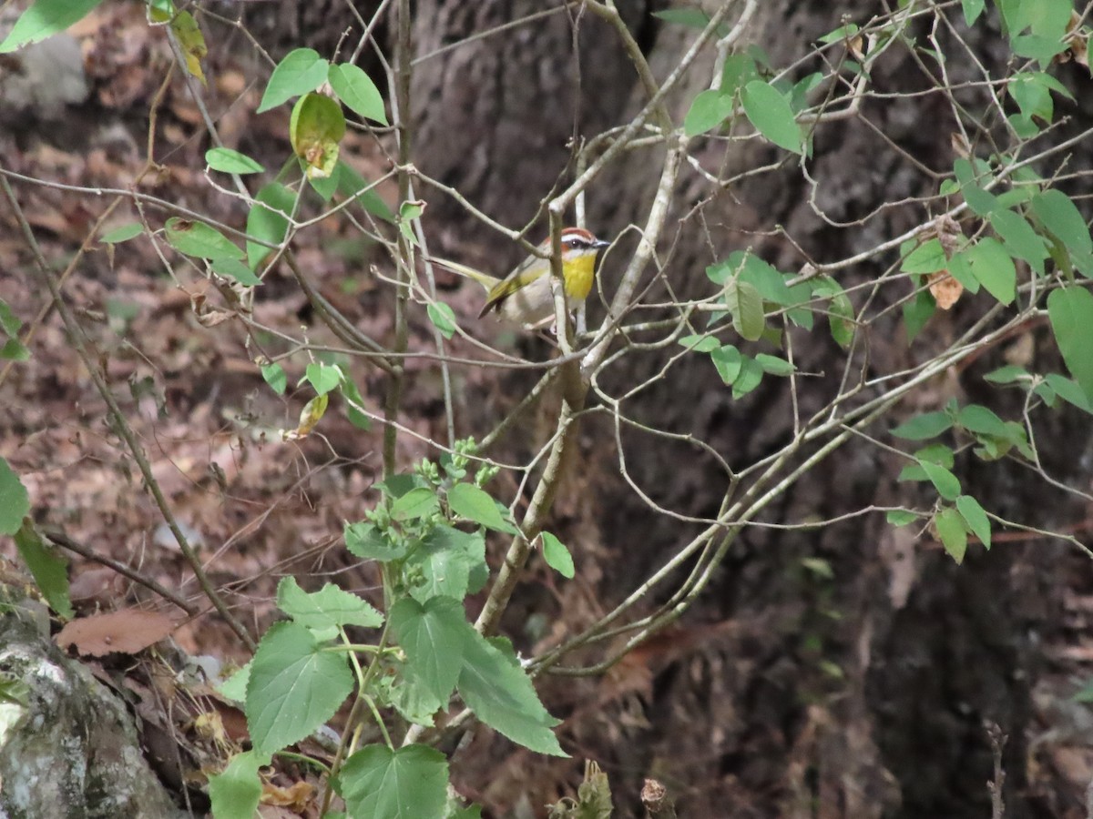 Rufous-capped Warbler - ML526251531
