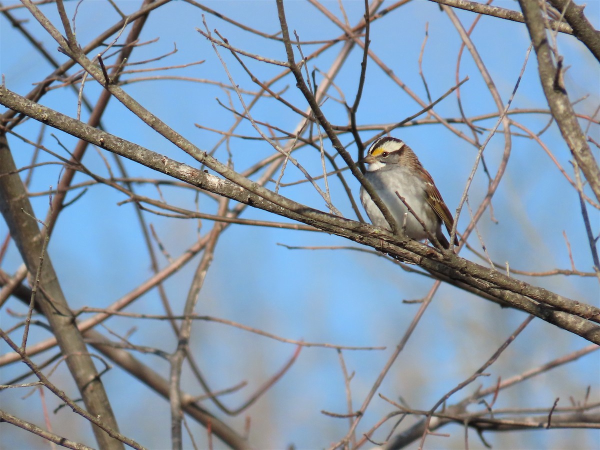 White-throated Sparrow - ML526255701