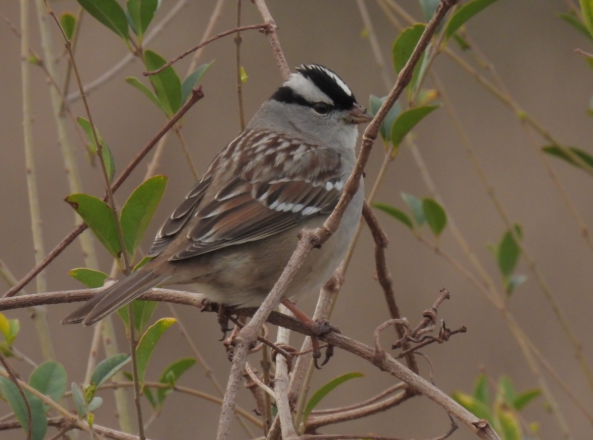 White-crowned Sparrow - ML526255991