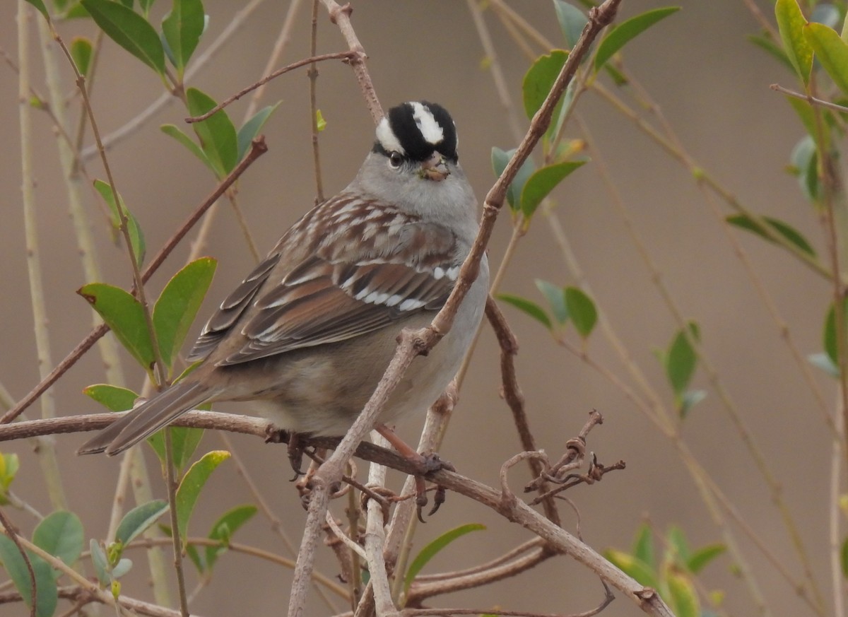 White-crowned Sparrow - ML526256001