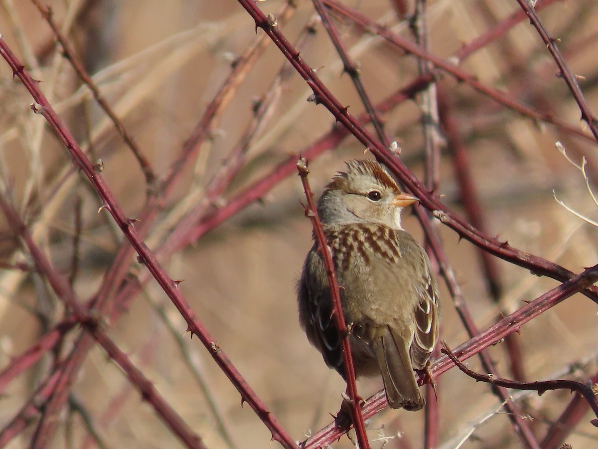 White-crowned Sparrow - ML526256071