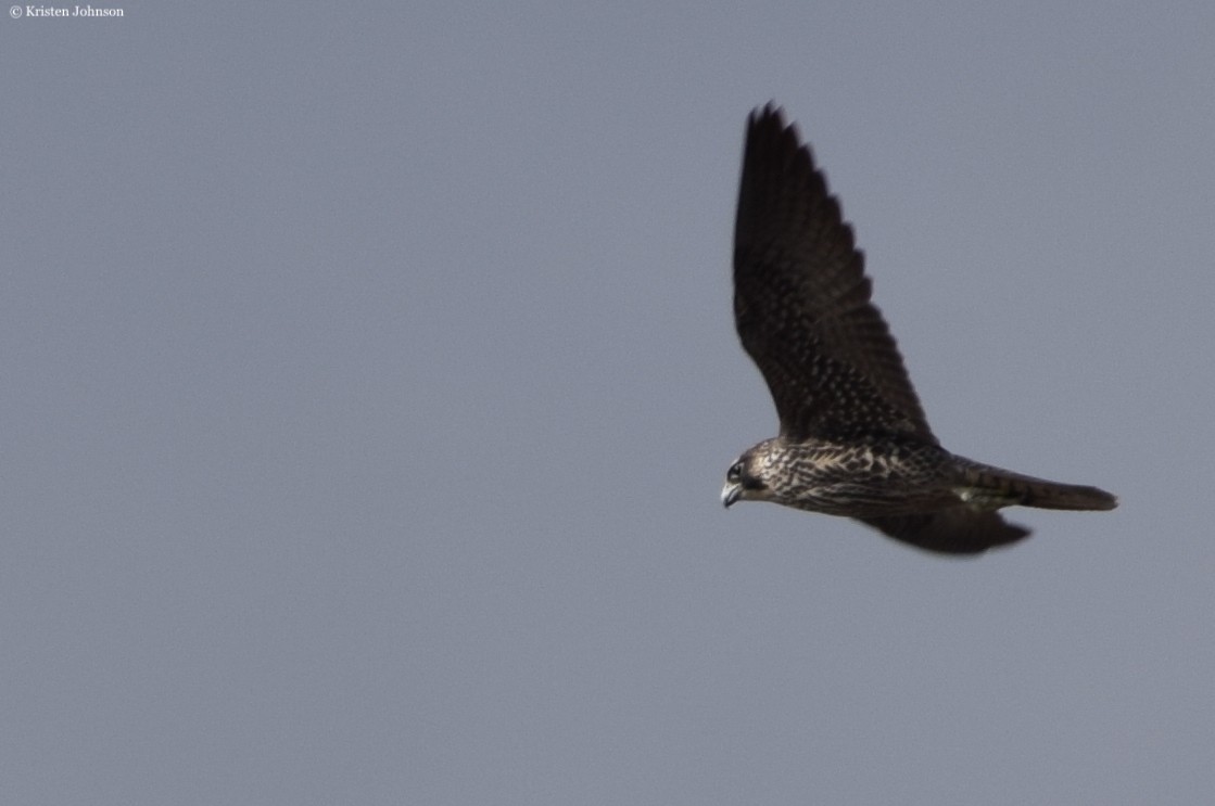Peregrine Falcon (North American) - ML526257051
