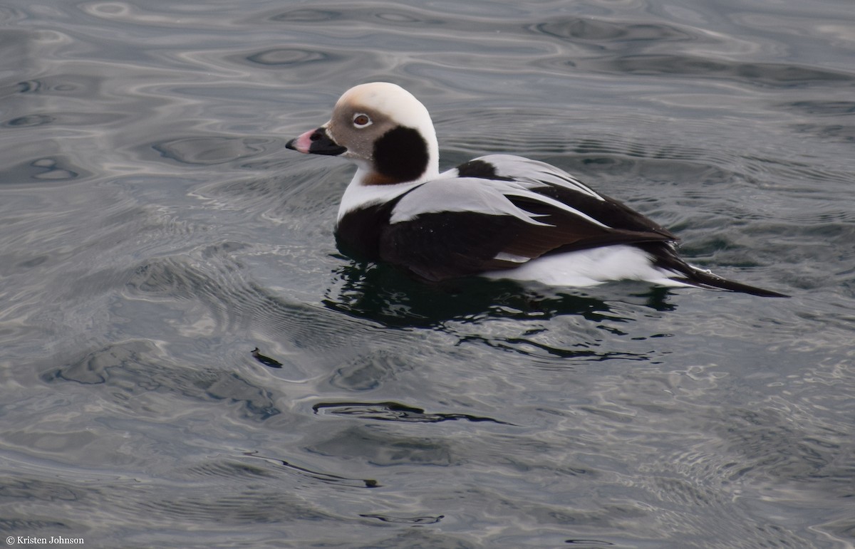 Long-tailed Duck - ML526261021