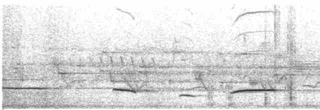 Oriole d'Audubon (graduacauda/audubonii) - ML526261801