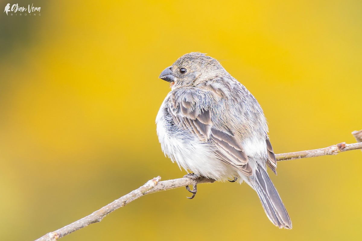 Chestnut-throated Seedeater - ML526263821