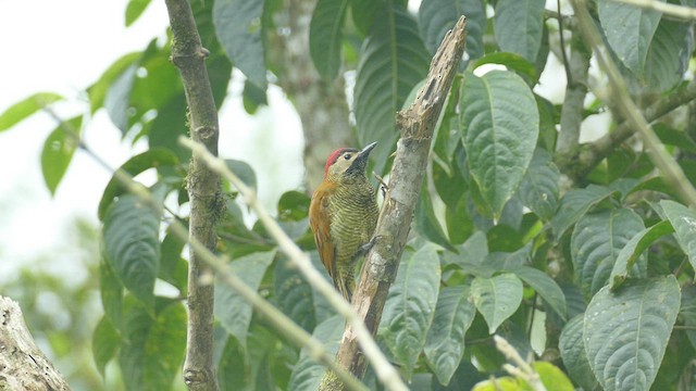 Golden-olive Woodpecker - ML526268661