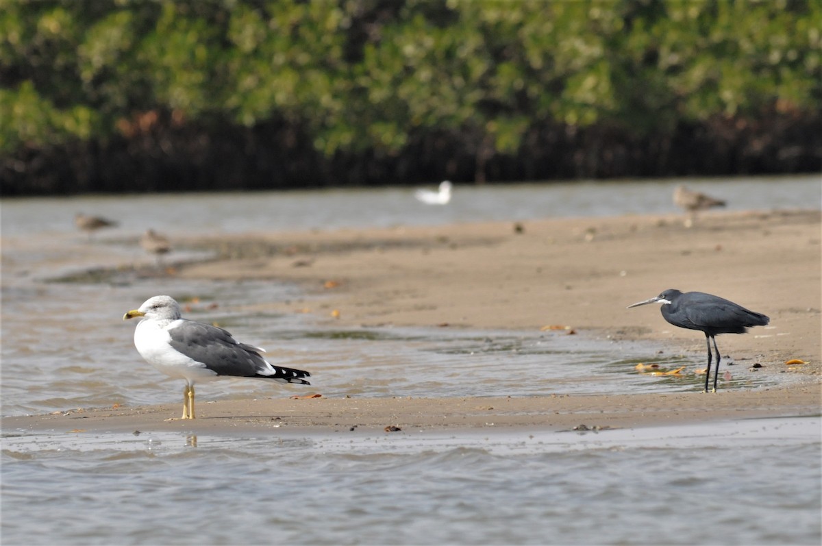 Lesser Black-backed Gull - Bruce Mast