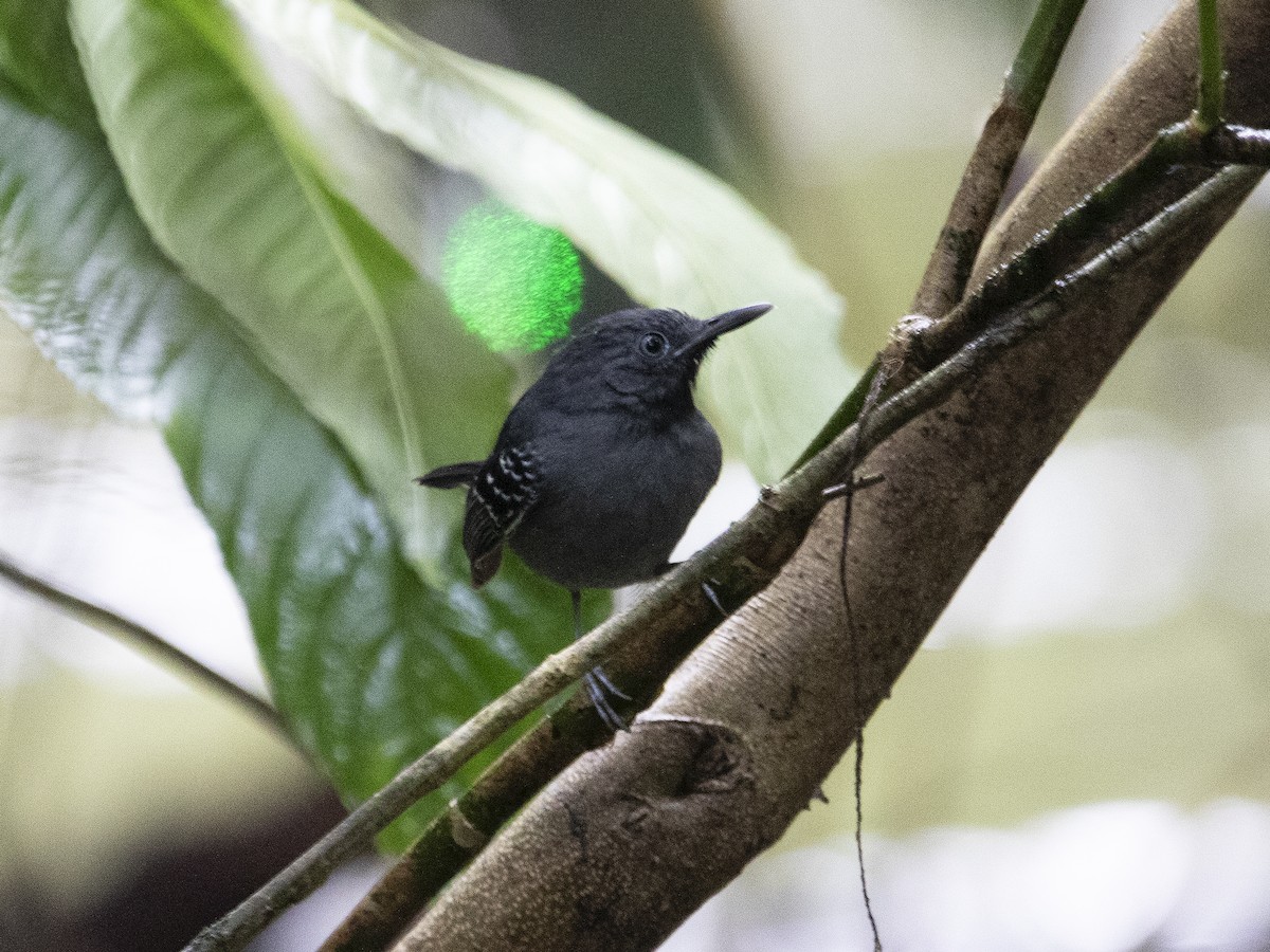 Black-chinned Antbird - ML526272861