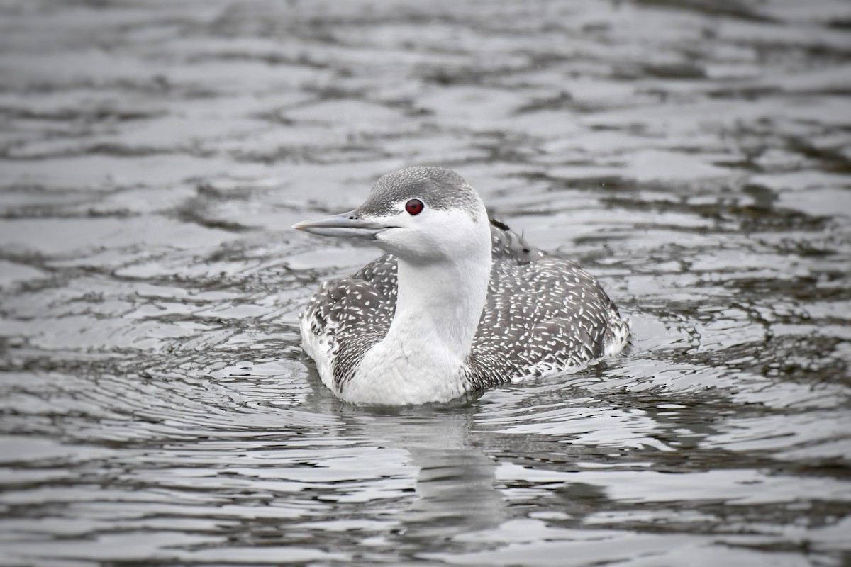 Red-throated Loon - ML526273111