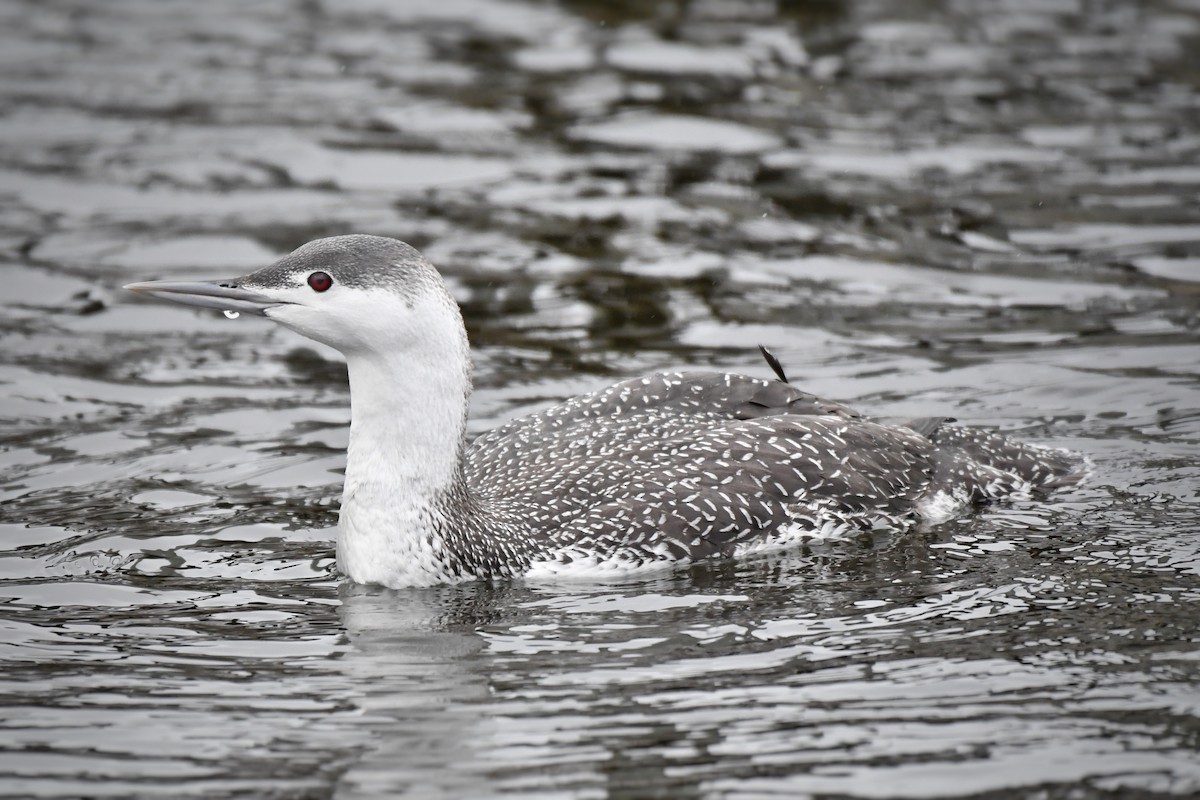 Red-throated Loon - ML526273121