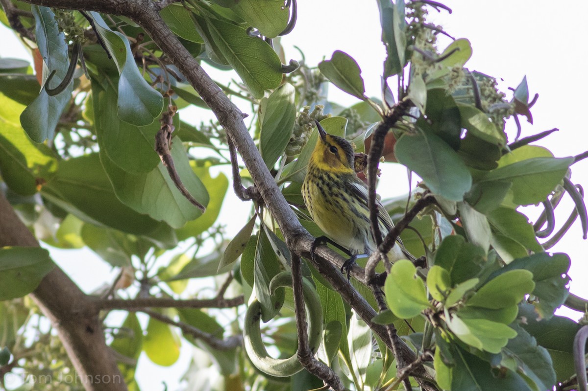 Cape May Warbler - ML52627321