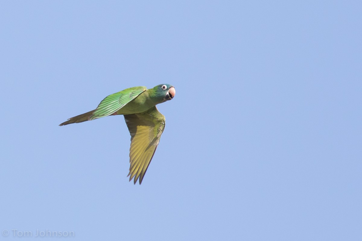 Blue-crowned Parakeet - Tom Johnson