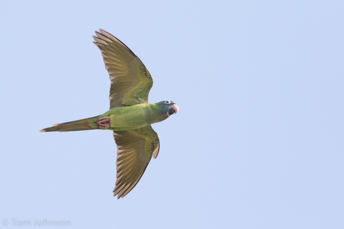 Blue-crowned Parakeet - ML52627371