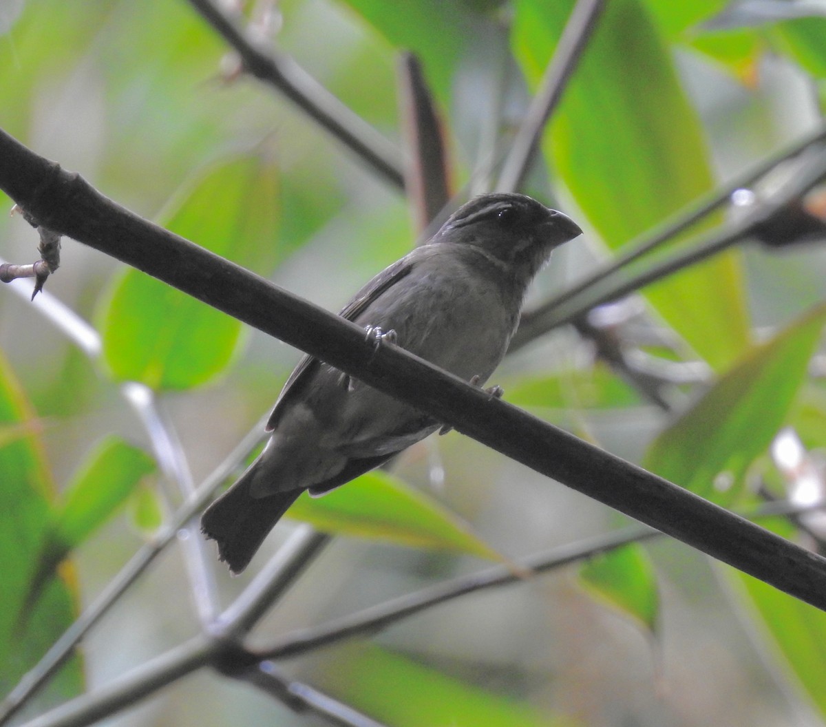 Buffy-fronted Seedeater - Paul Ashley