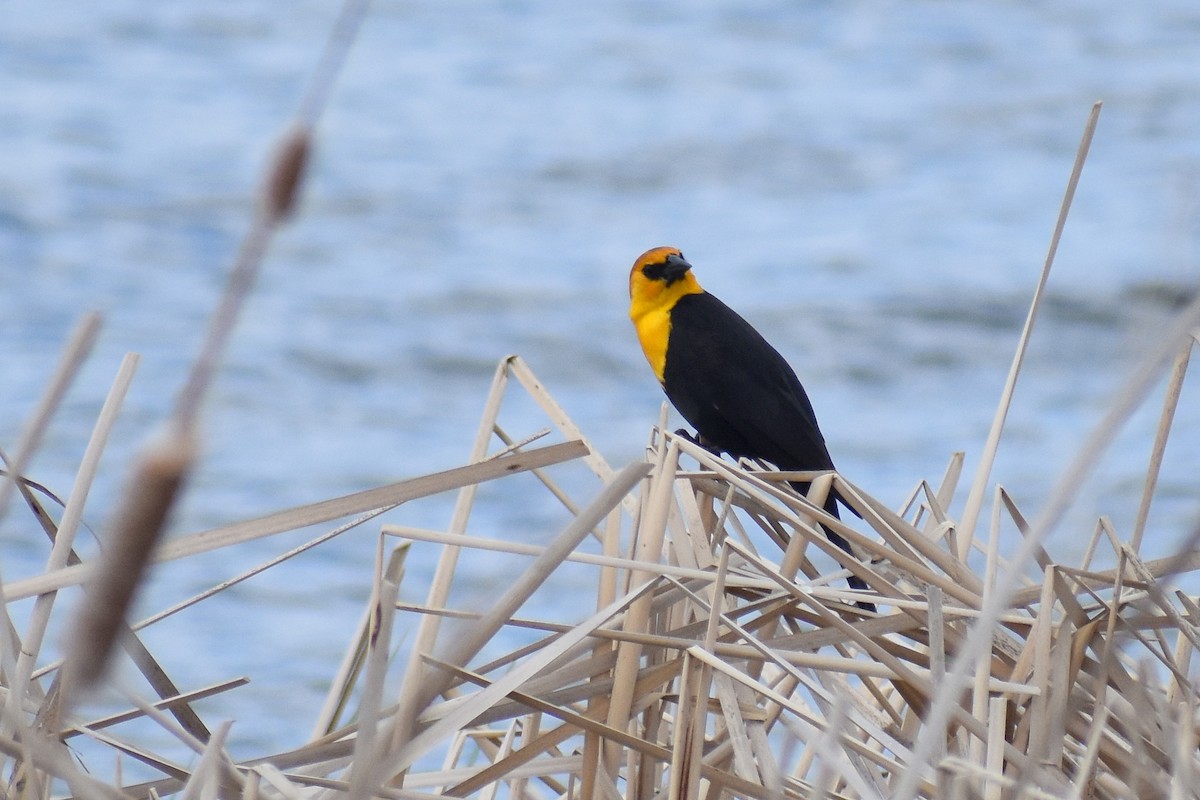 Yellow-headed Blackbird - ML526289761