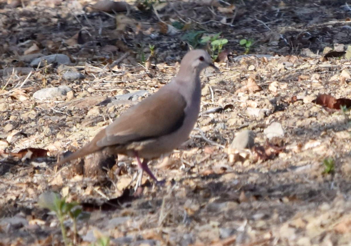 Large-tailed Dove - ML526291011