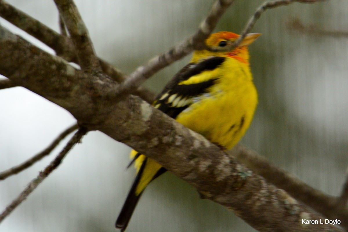 Western Tanager - ML52629621