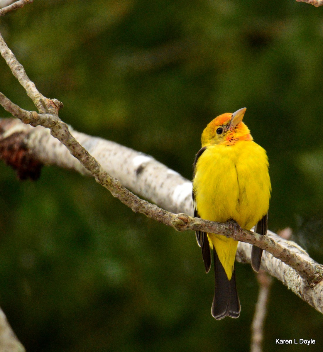 Western Tanager - ML52629641