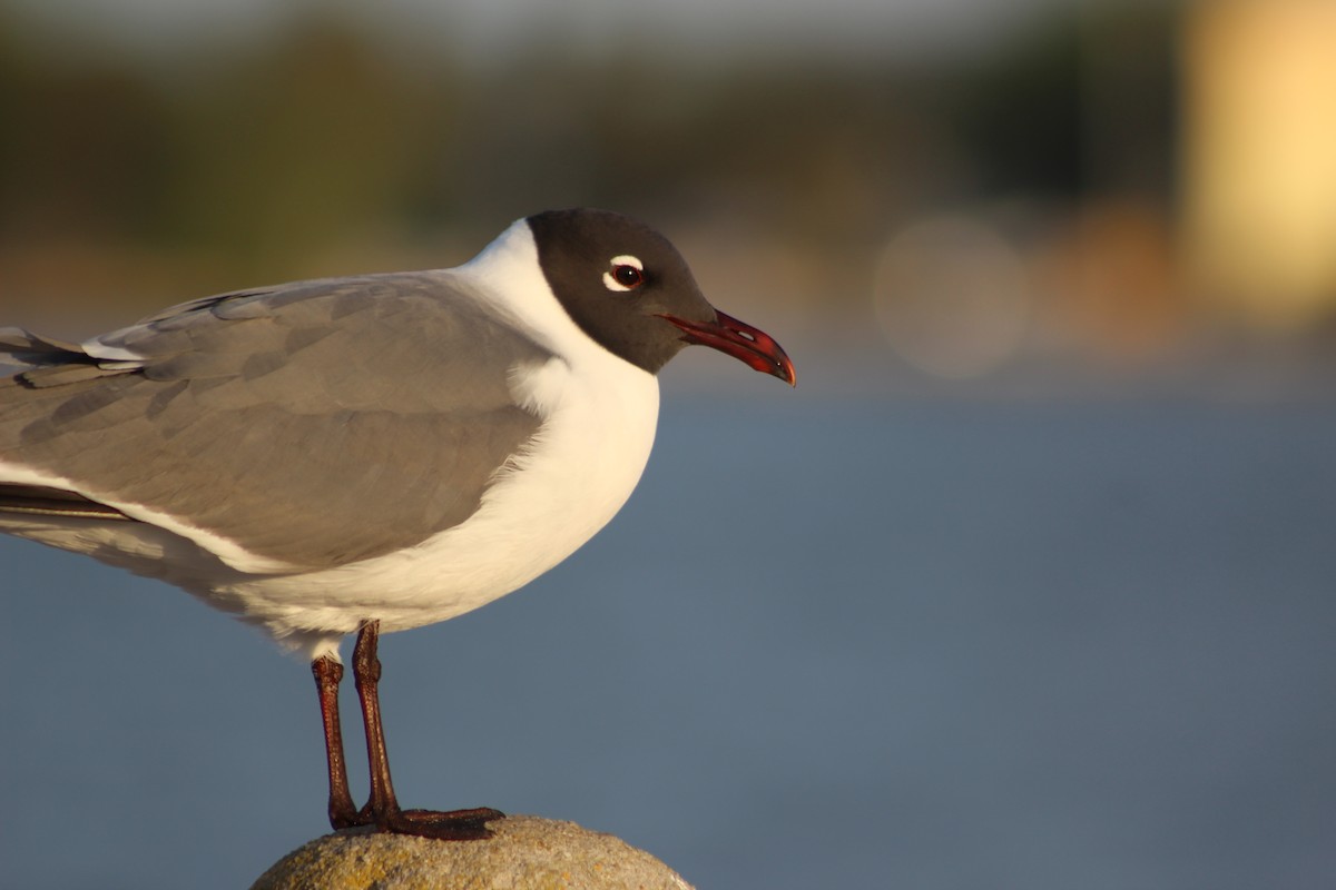 Laughing Gull - Marie Chappell