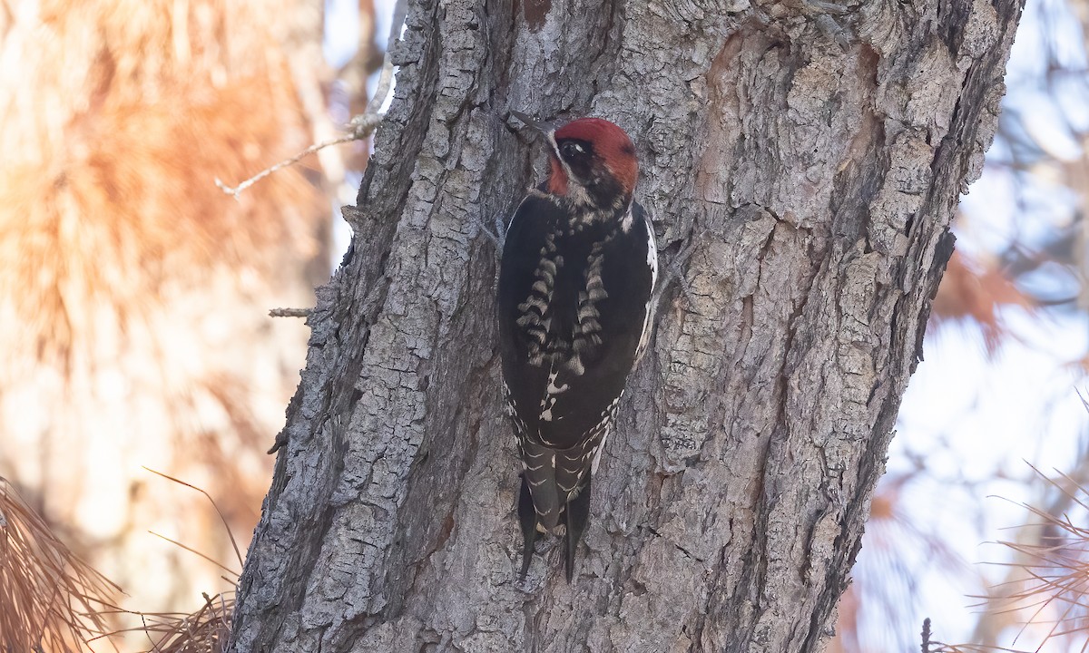 Red-naped x Red-breasted Sapsucker (hybrid) - ML526299271