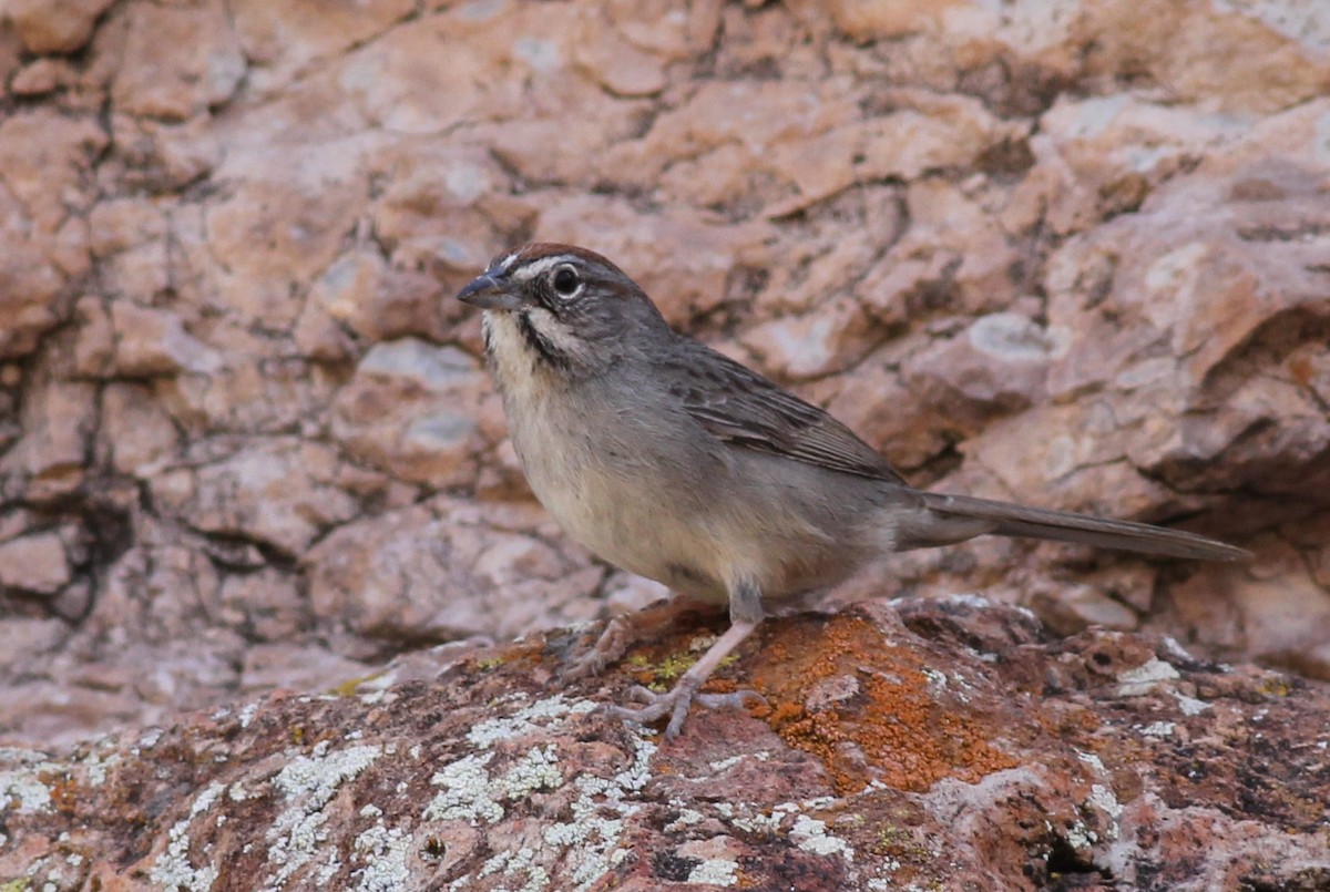 Rufous-crowned Sparrow - Margaret Viens