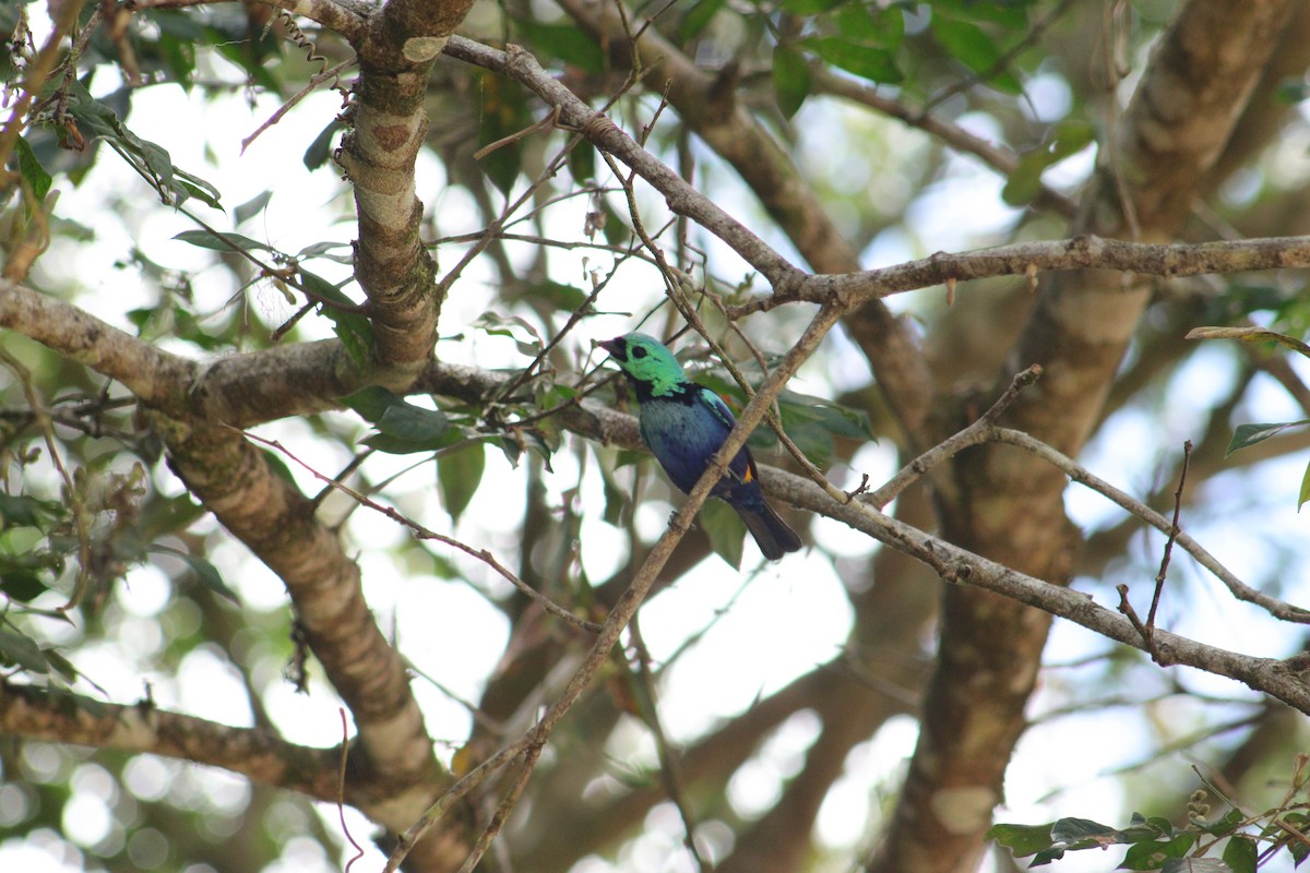 Seven-colored Tanager - ML526307731