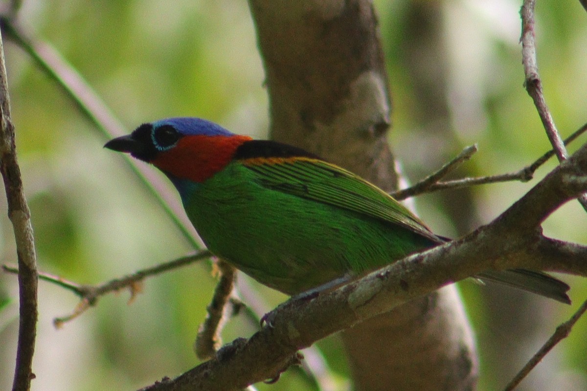 Red-necked Tanager - ML526308011