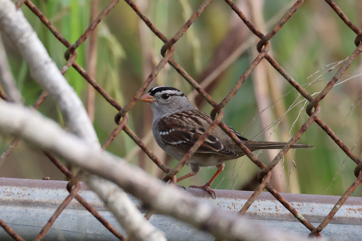 White-crowned Sparrow - ML526308791