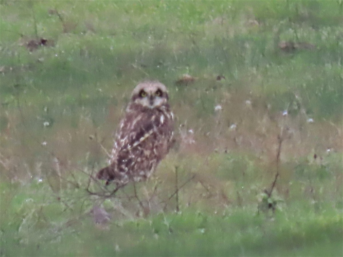 Short-eared Owl (Northern) - ML526308841