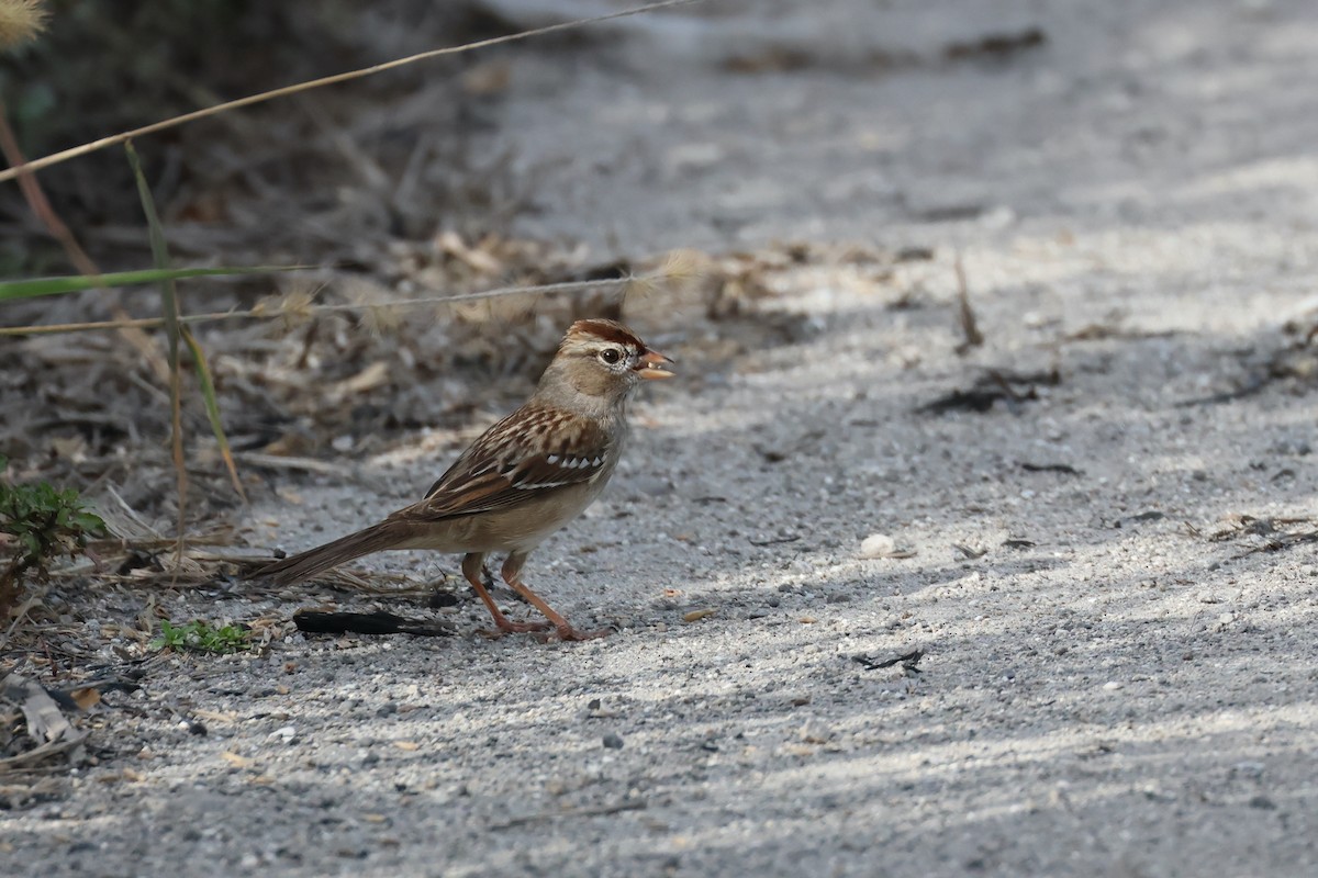 White-crowned Sparrow - ML526308851