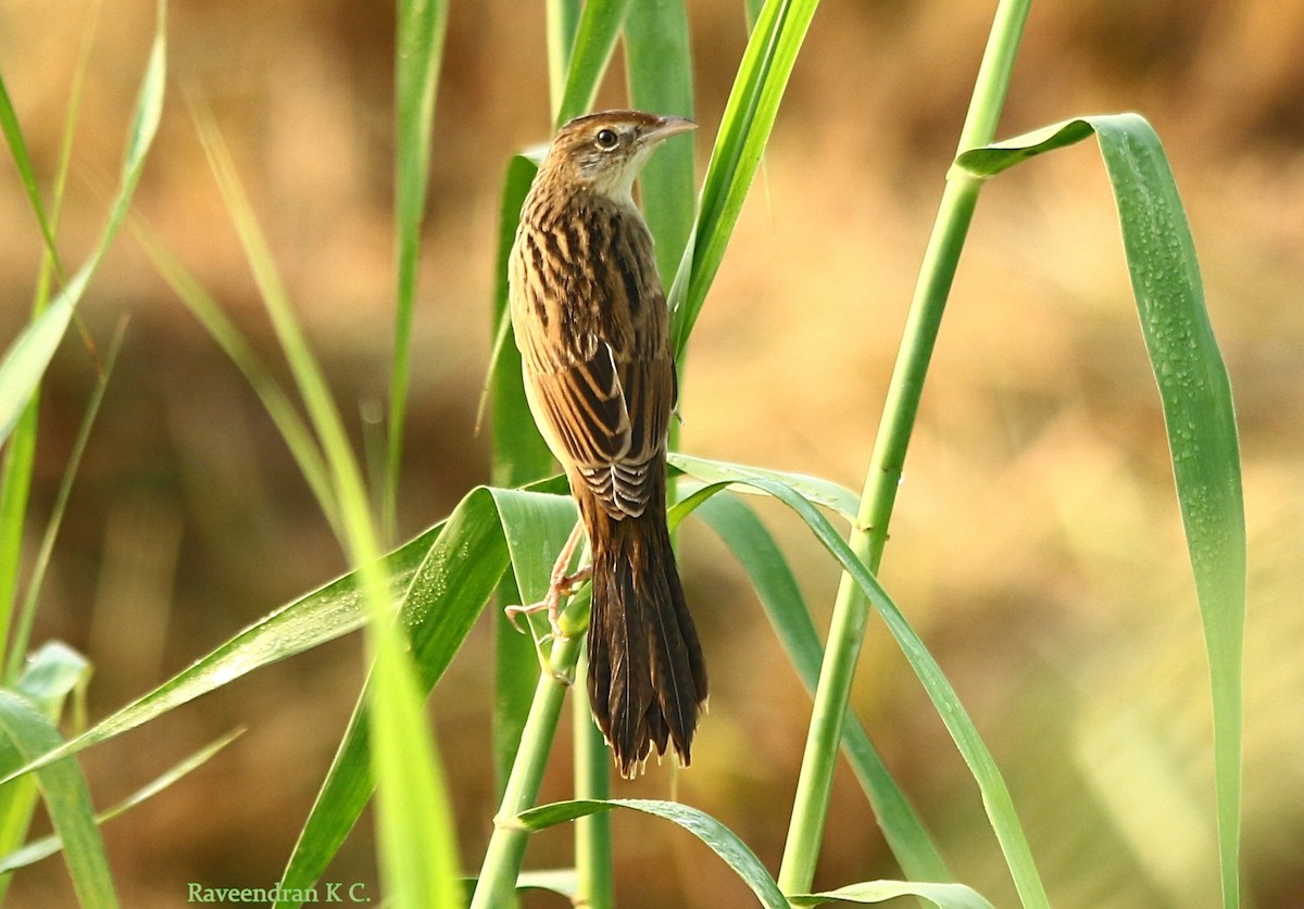 Bristled Grassbird - raveendran kc