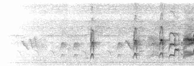  - Gray-capped Flycatcher