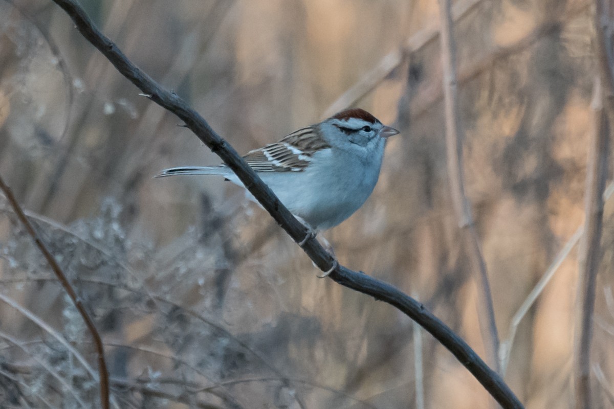 Chipping Sparrow - ML526320551