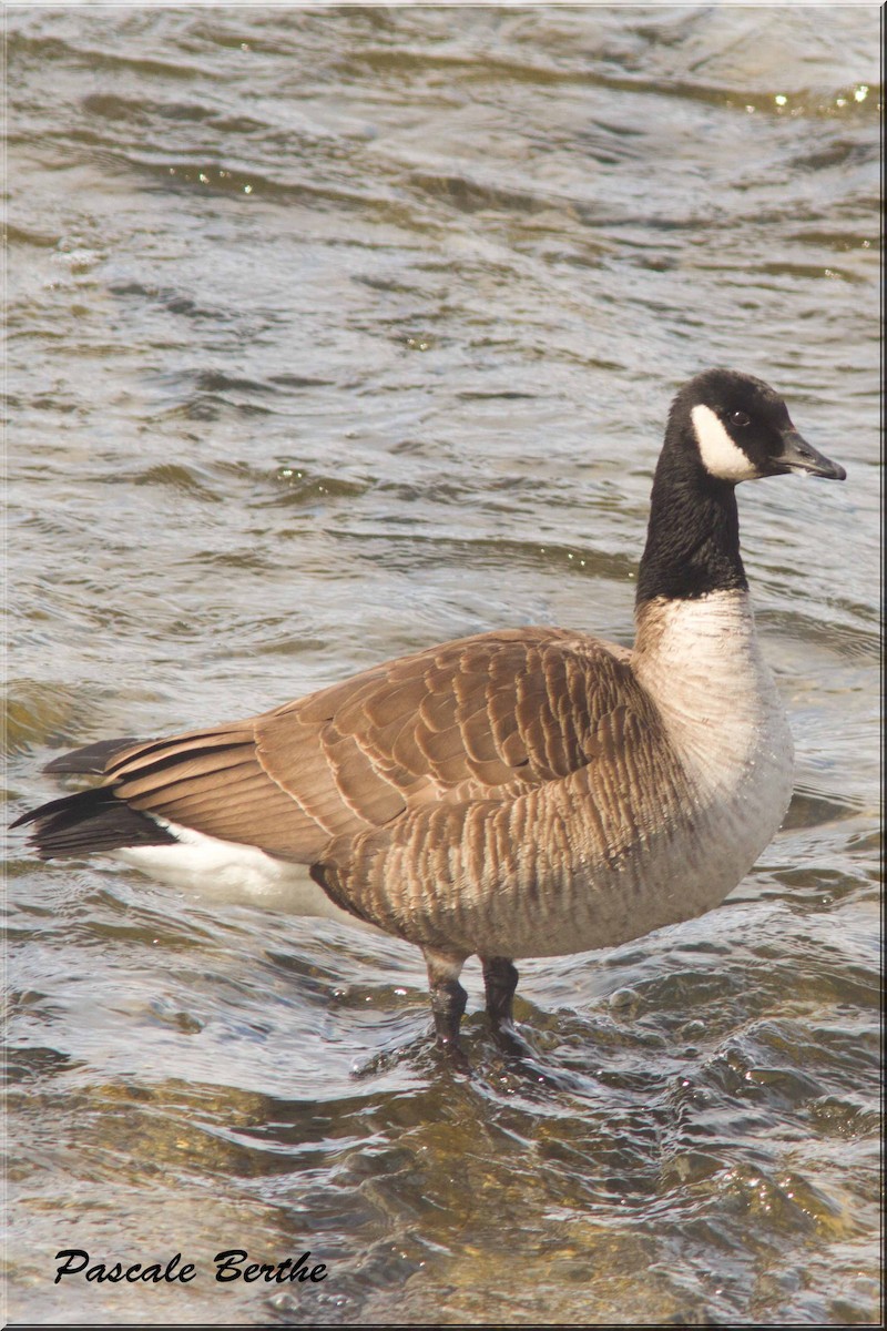 Canada Goose - Pascale Berthe