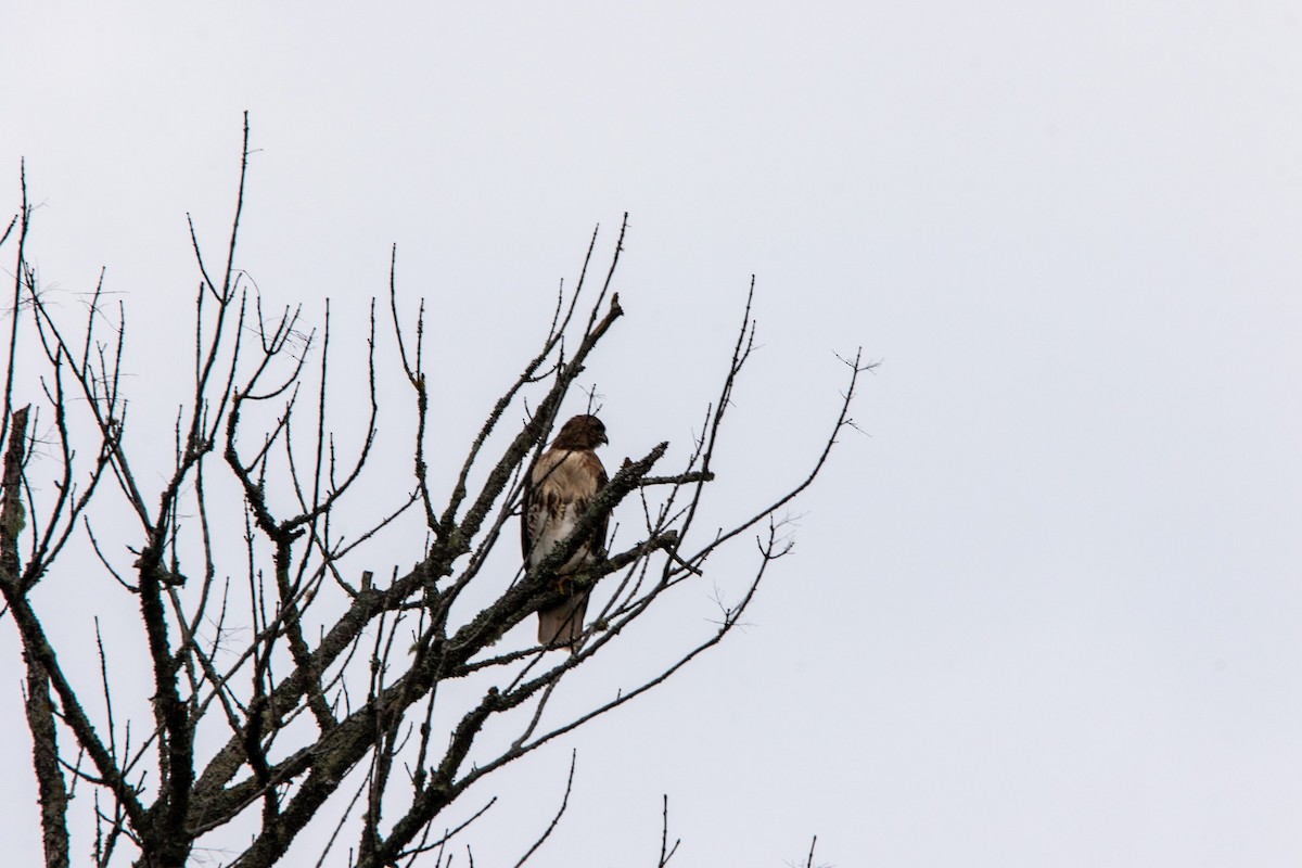 Red-tailed Hawk - ML526330541