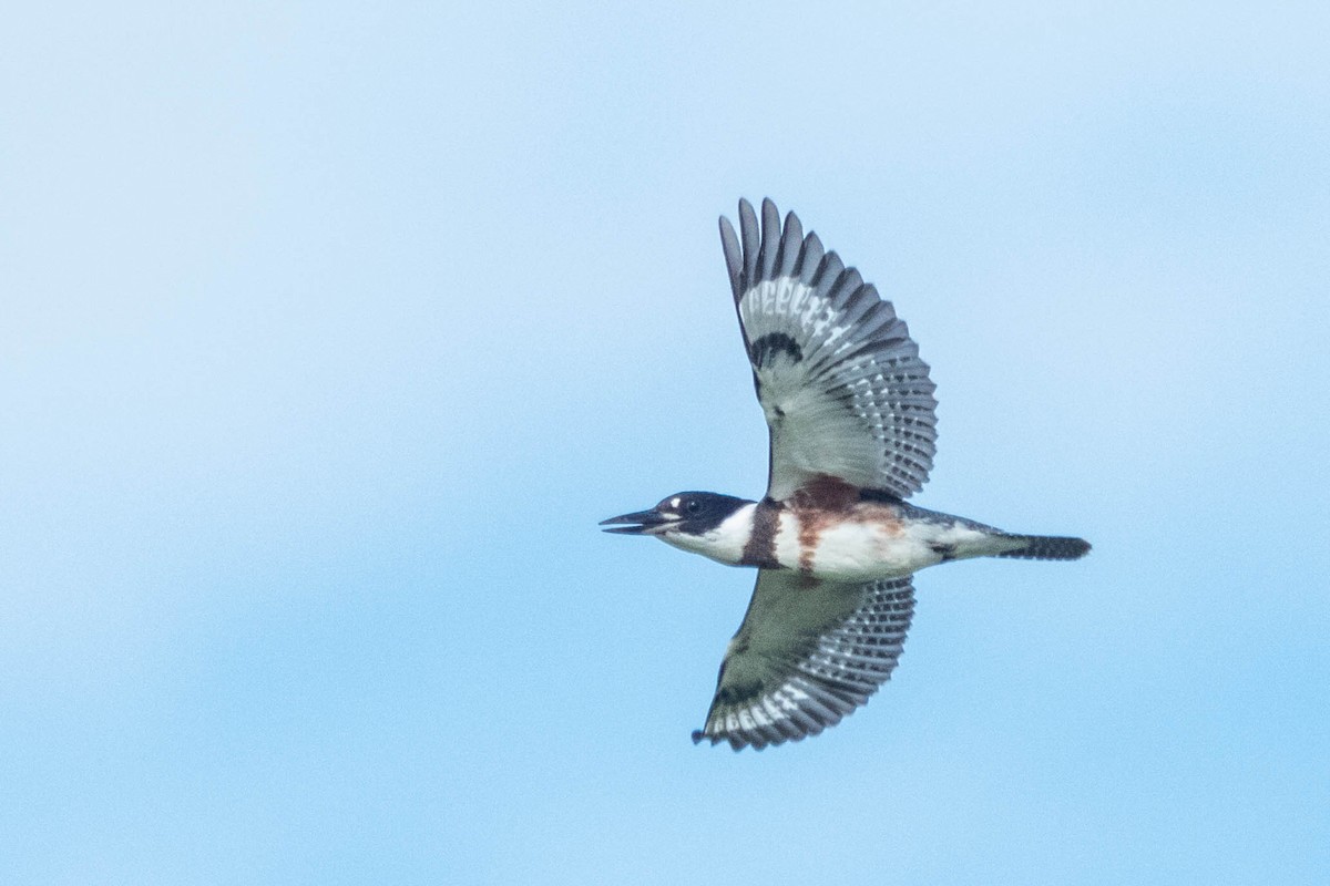 Belted Kingfisher - Jonathan Ley