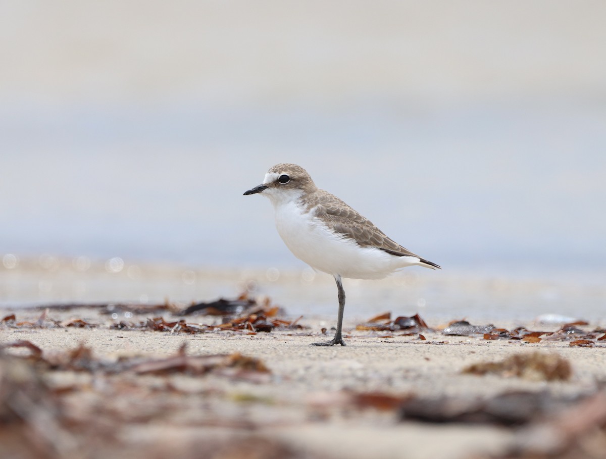 Red-capped Plover - ML526337251