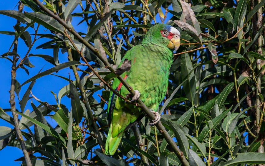 White-fronted Parrot - ML526345691
