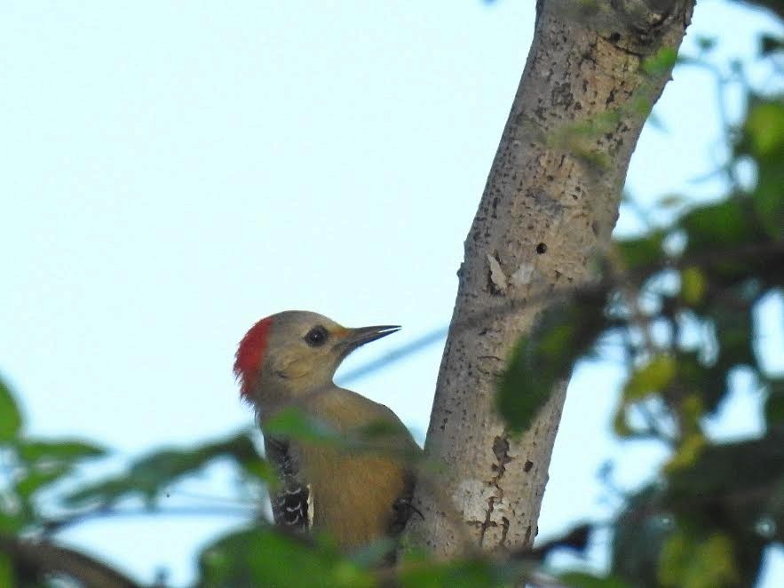 Yucatan Woodpecker - ML52634711