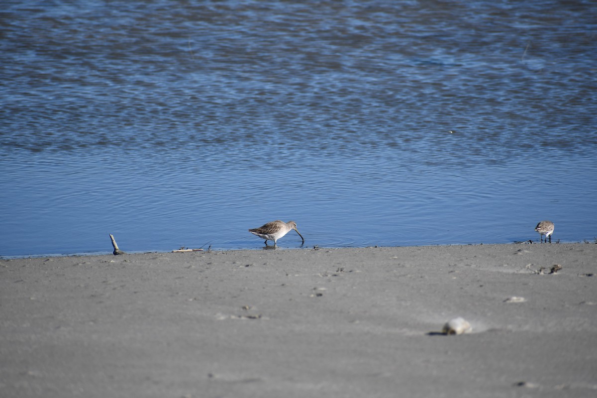 Short-billed/Long-billed Dowitcher - joe and amy taylor