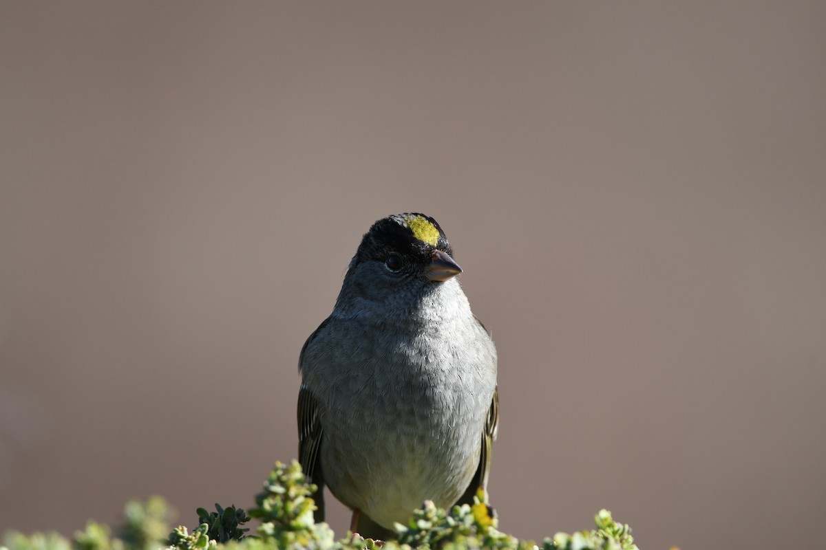 Golden-crowned Sparrow - ML526349341