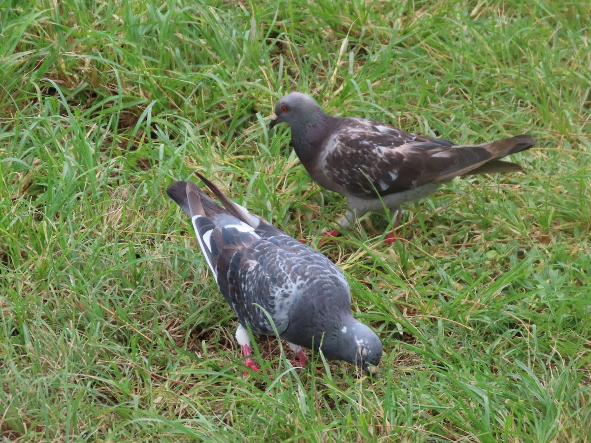 Rock Pigeon (Feral Pigeon) - ML526349461