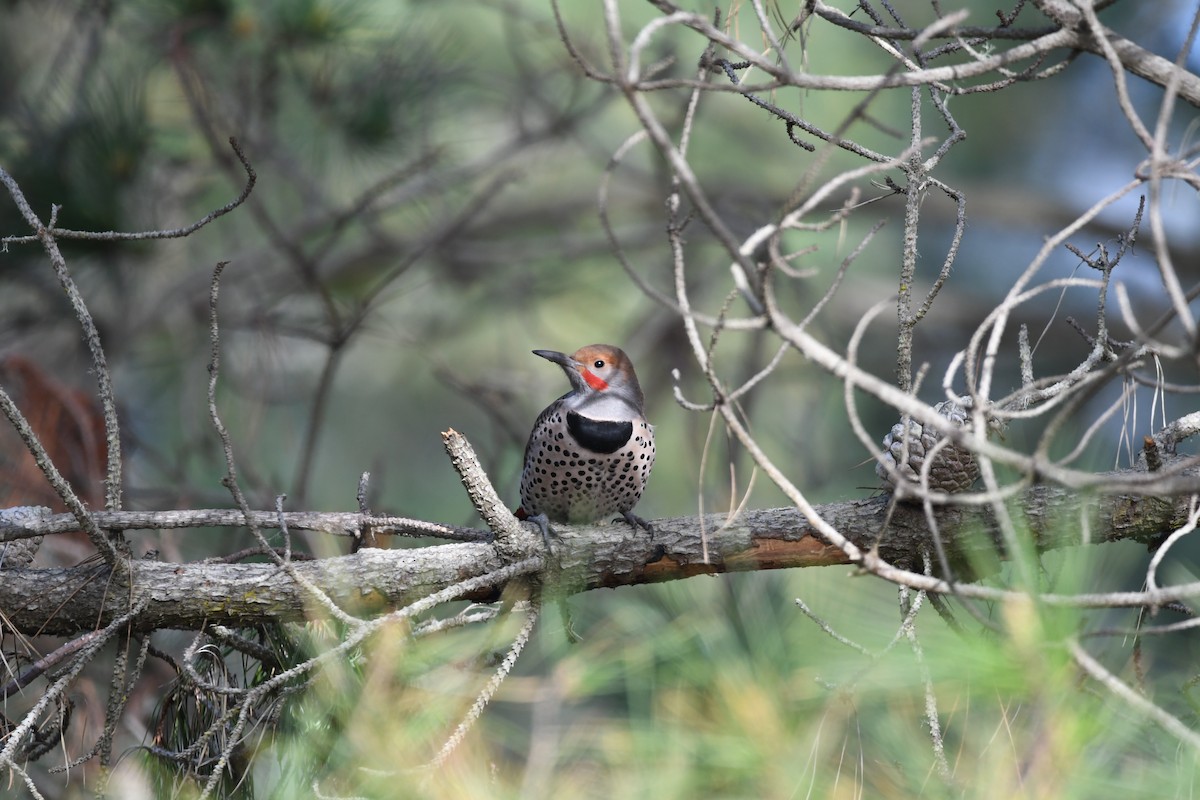 Northern Flicker (Red-shafted) - ML526350231