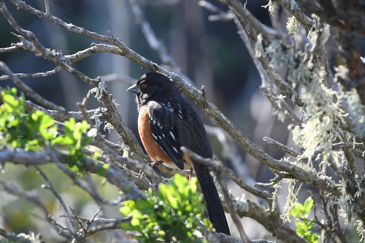 Spotted Towhee - ML526350701