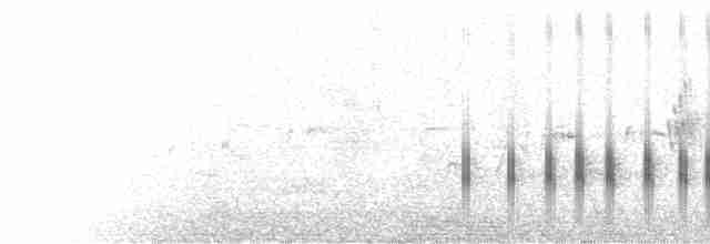  - Rufous-tailed Plantcutter