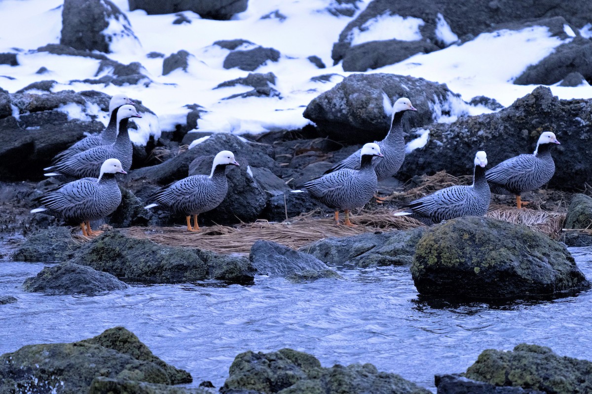 Emperor Goose - ML526355551